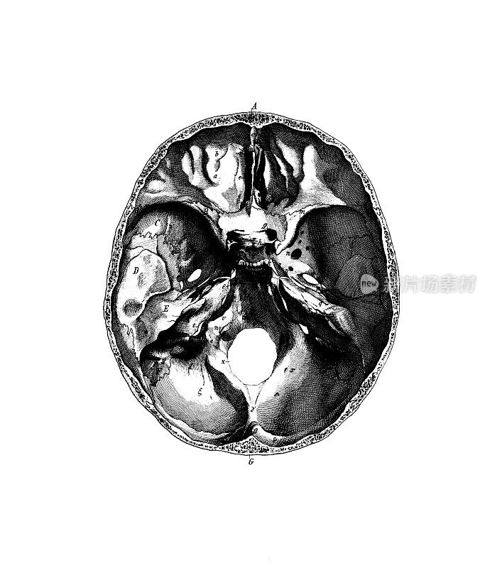 人类头骨|古董医学科学插图和图表